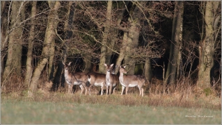 <p>DANĚK SKVRNITÝ (Dama dama) Šluknovsko - Valdek /Fallow deer - Damhirsch/</p>